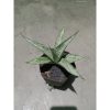 2310. Sanseveria Cundamani