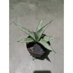 2310. Sanseveria Cundamani
