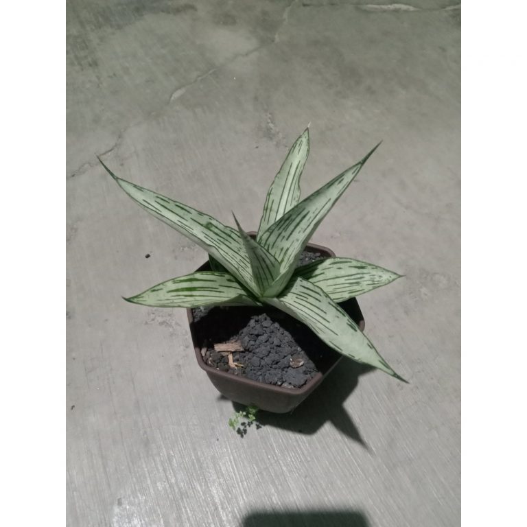 2310. Sanseveria Cundamani