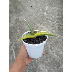 1835. Sansevieria Dorris Pfenight Variegated