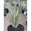 1832. Sansevieria Francisi White Variegated Medium