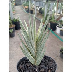 1832. Sansevieria Francisi White Variegated Medium