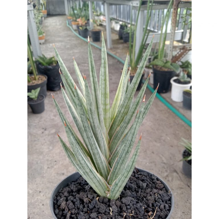 1832. Sansevieria Francisi White Variegated Medium