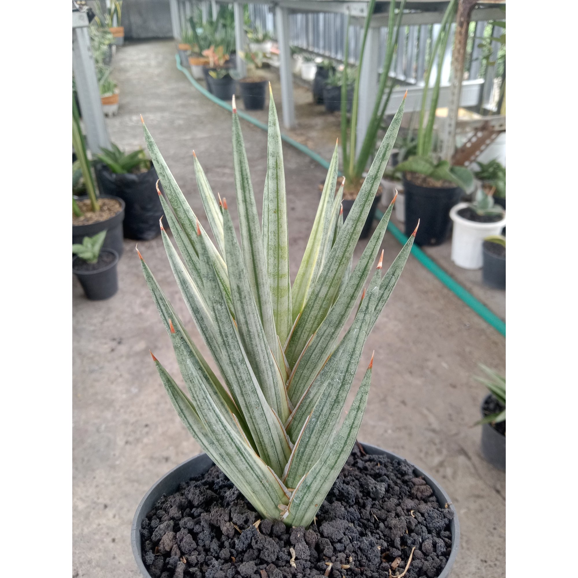 1832. Sansevieria Francisi White Variegated Medium