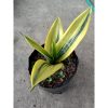 2270. Sanseveria Goldflame
