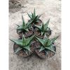1772. Sansevieria Blorong Hybrid 5 Pcs