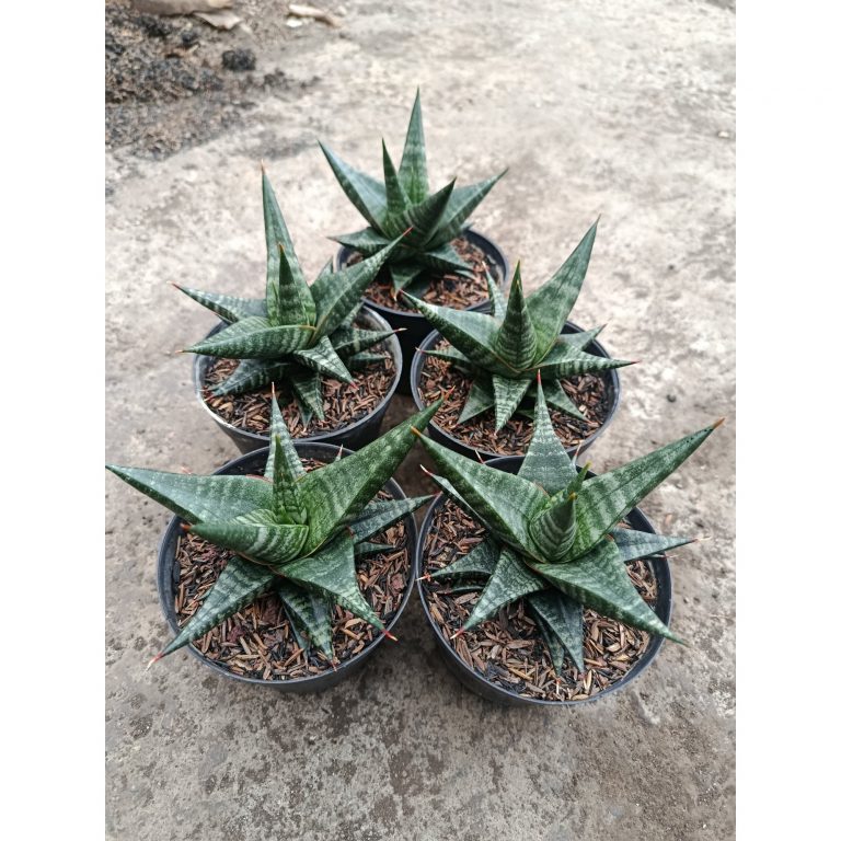 1772. Sansevieria Blorong Hybrid 5 Pcs