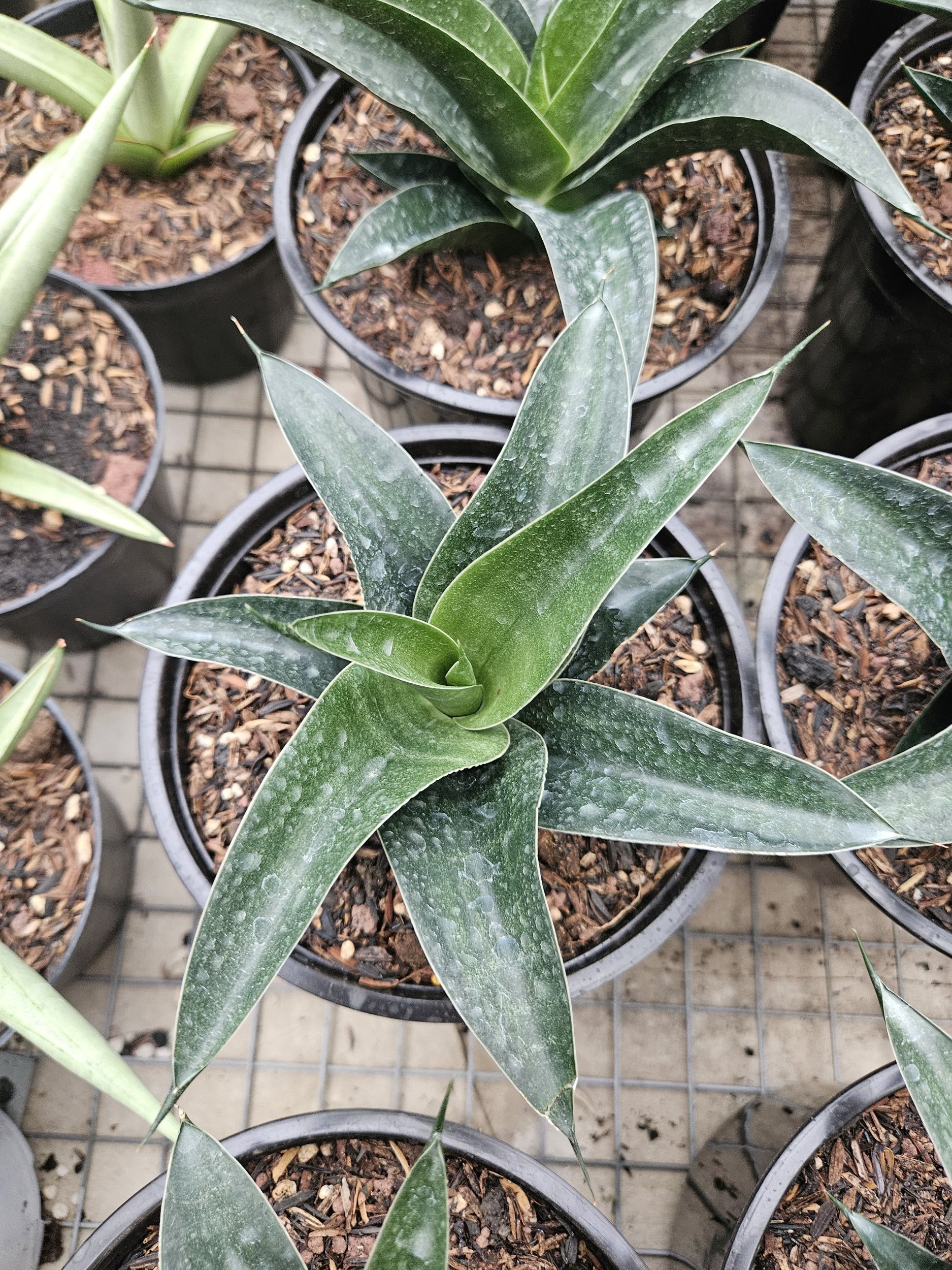 1765. Sansevieria Ken Arok Hybrid - Image 2