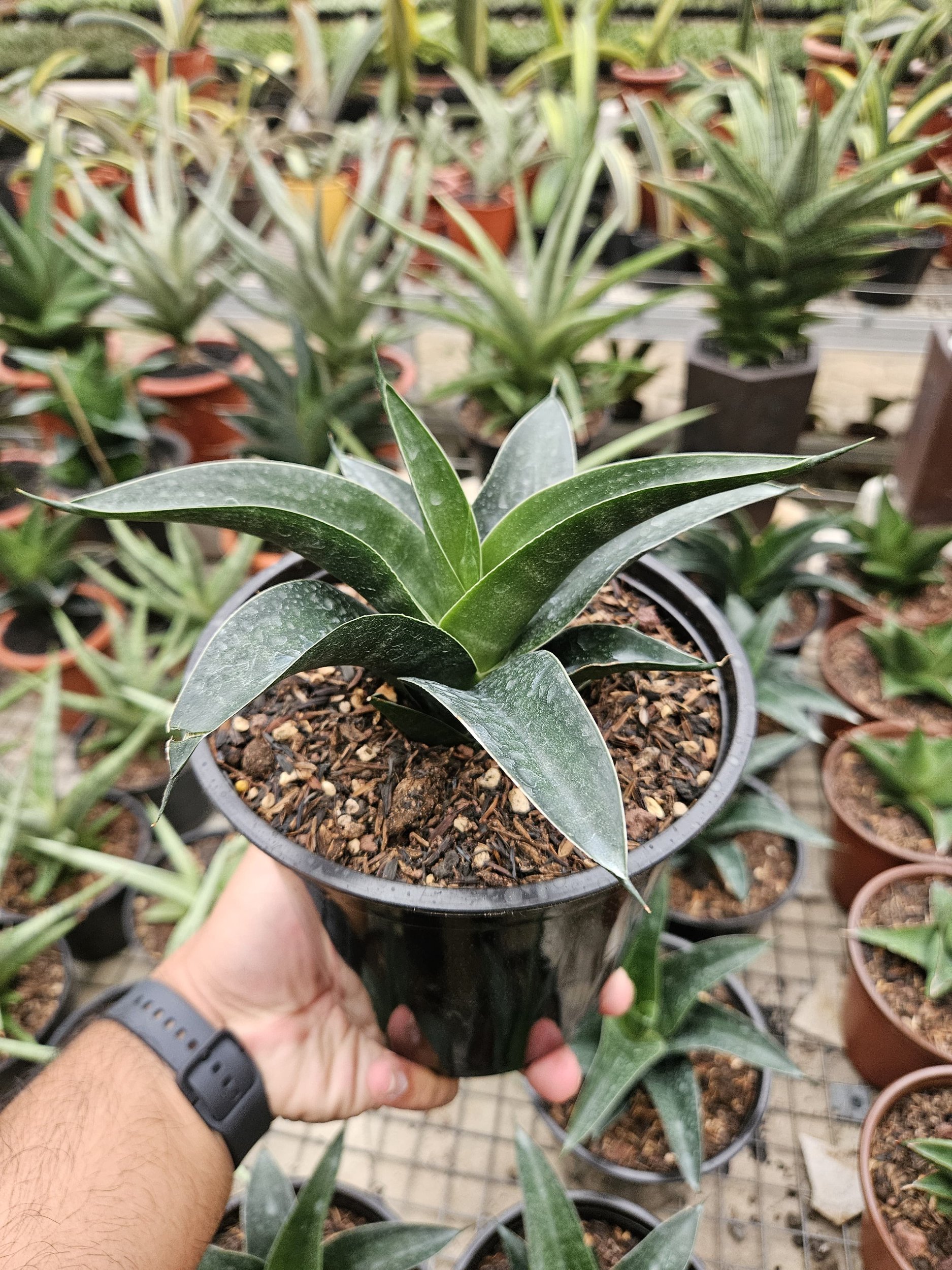 1765. Sansevieria Ken Arok Hybrid - Image 3