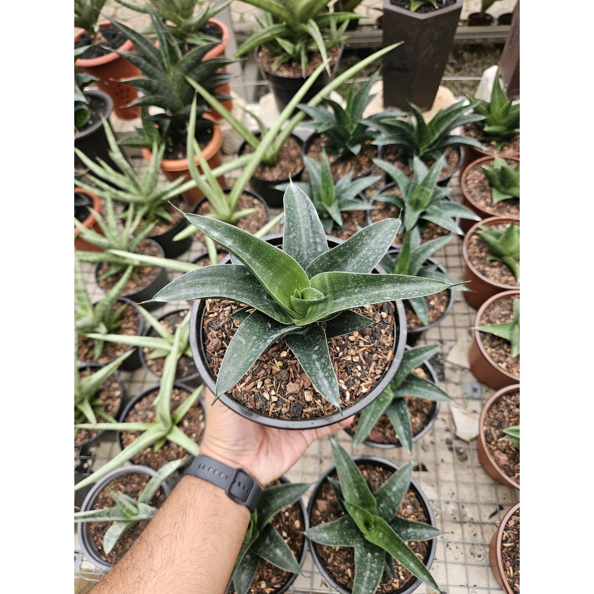1765. Sansevieria Ken Arok Hybrid