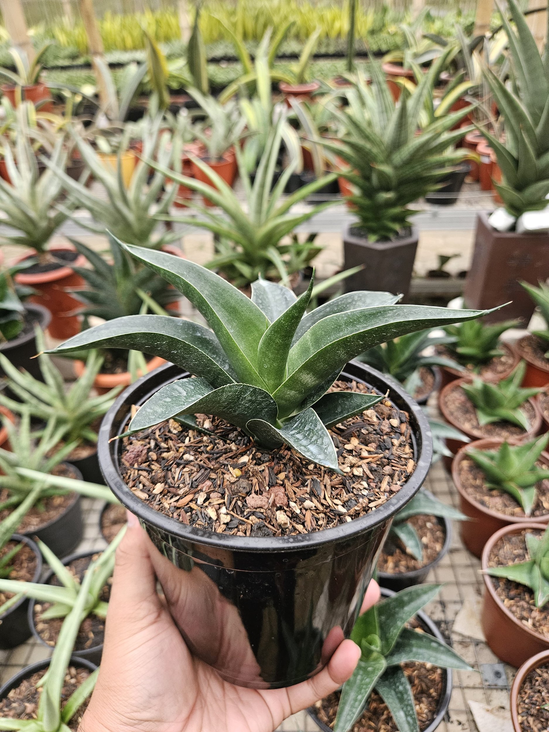 1765. Sansevieria Ken Arok Hybrid - Image 4