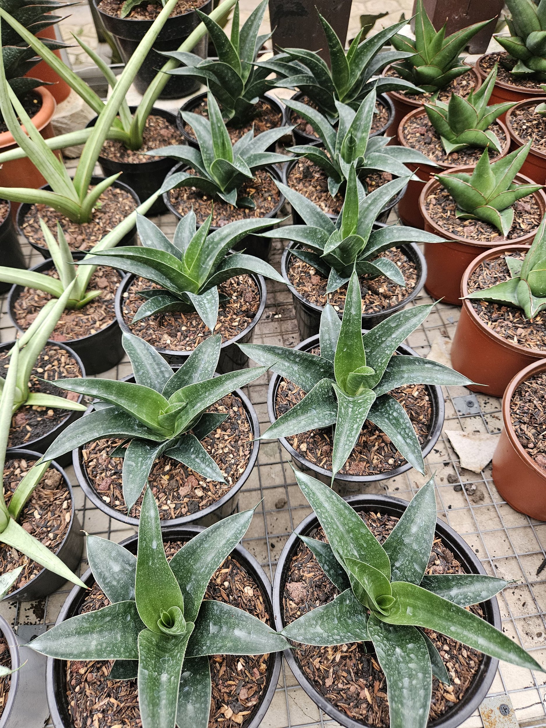 1765. Sansevieria Ken Arok Hybrid - Image 5