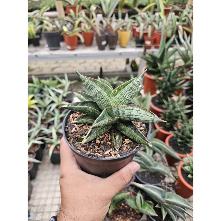 1764. Sansevieria Macho Hybrid
