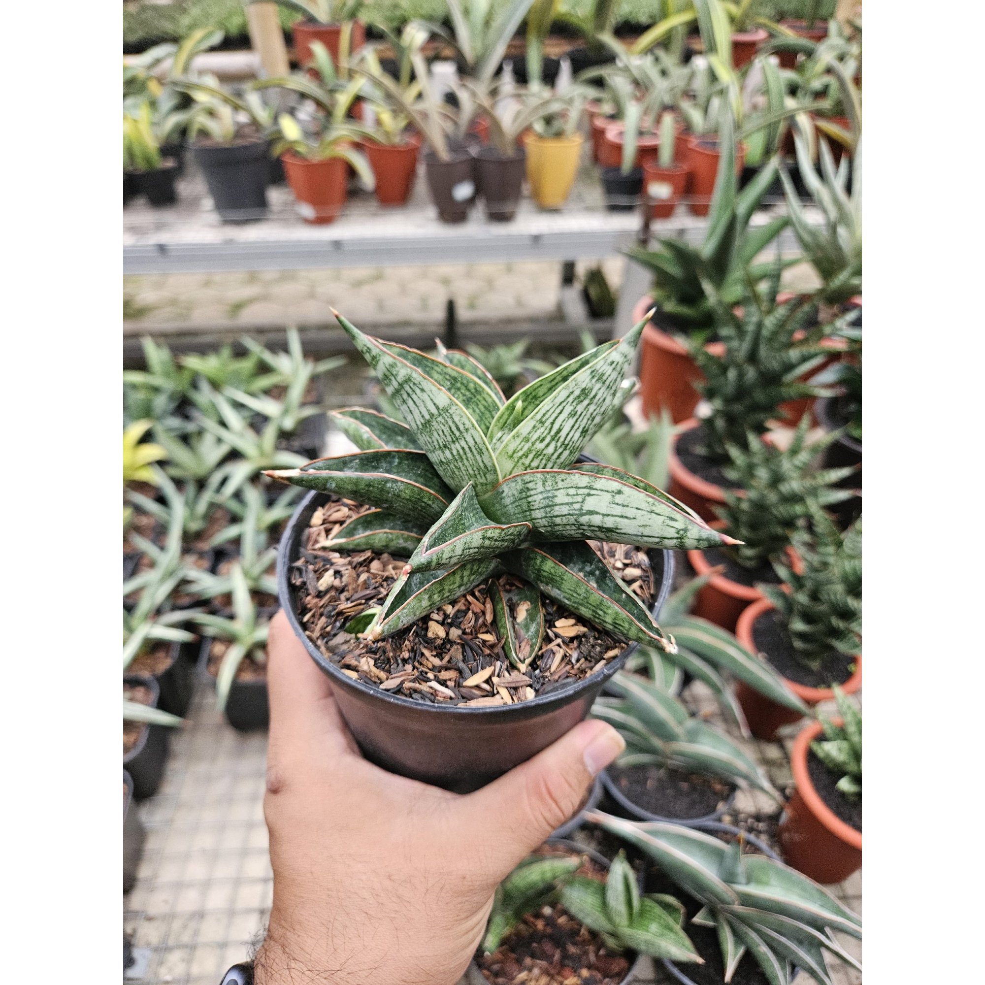 1764. Sansevieria Macho Hybrid