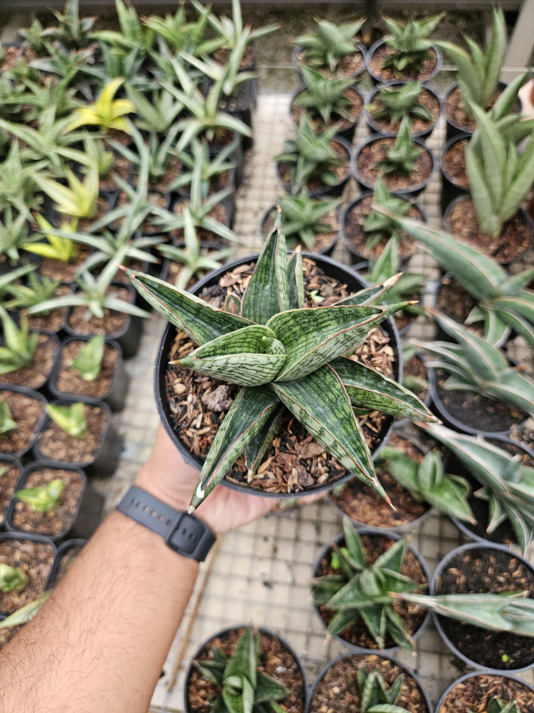 1764. Sansevieria Macho Hybrid - Image 2