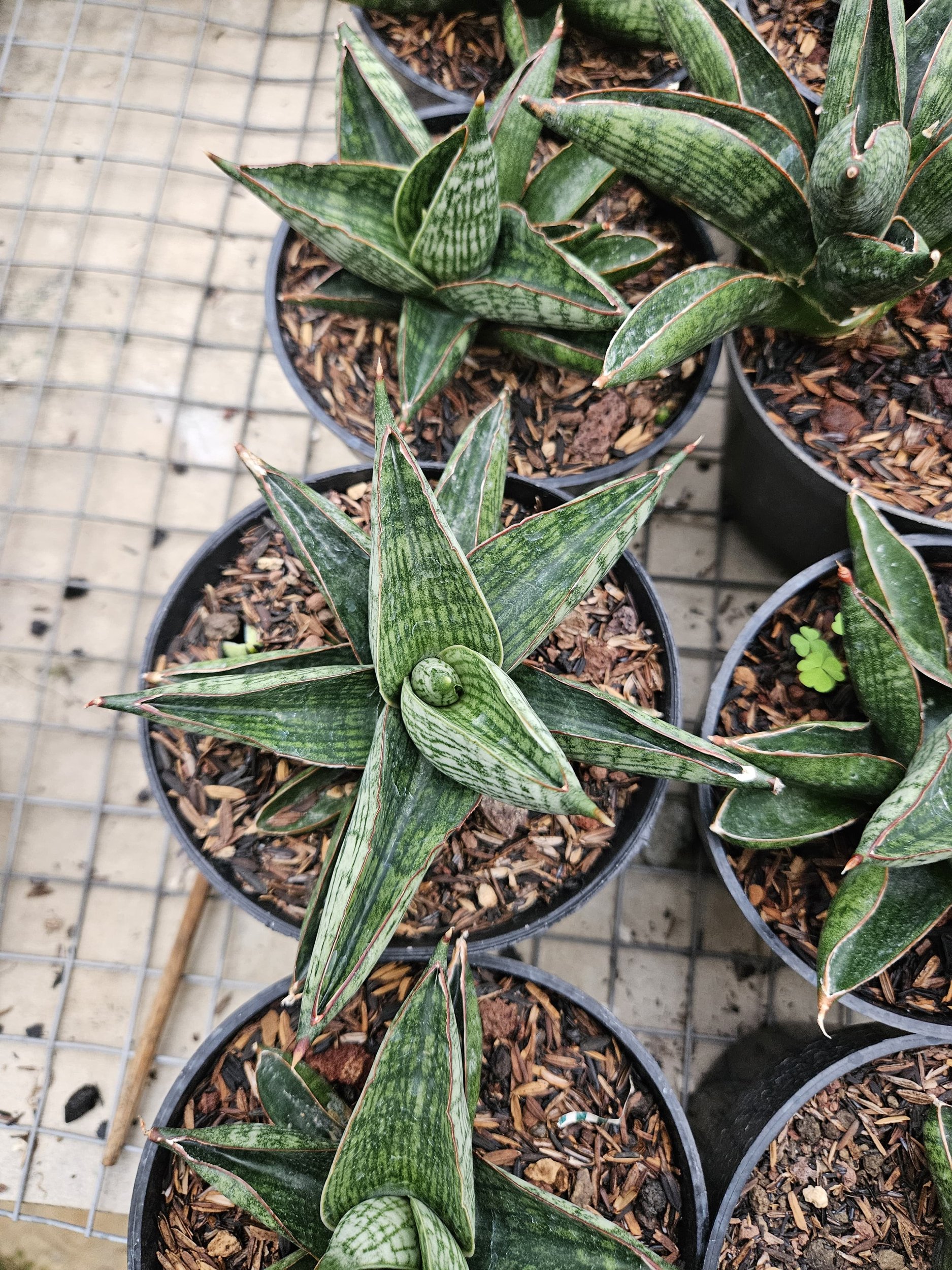 1764. Sansevieria Macho Hybrid - Image 3