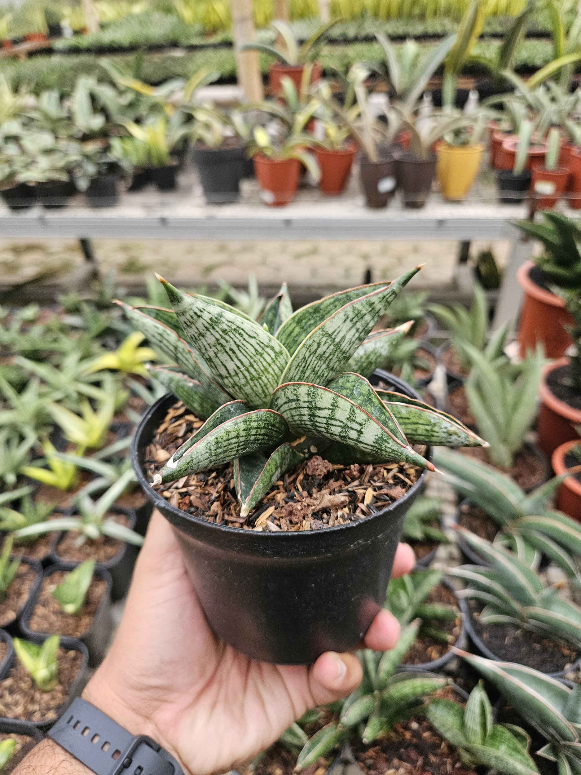 1764. Sansevieria Macho Hybrid - Image 4