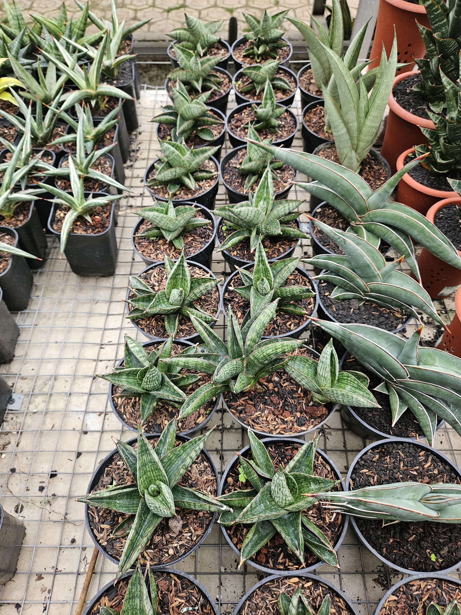 1764. Sansevieria Macho Hybrid - Image 5