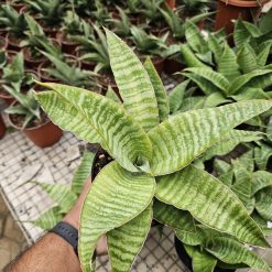 Alternative view of 1766. Sansevieria Tidar Hybrid