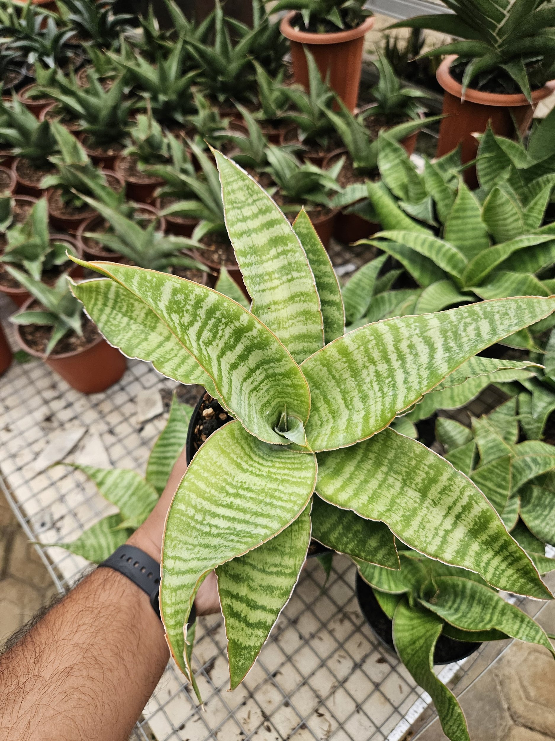 1766. Sansevieria Tidar Hybrid - Image 2