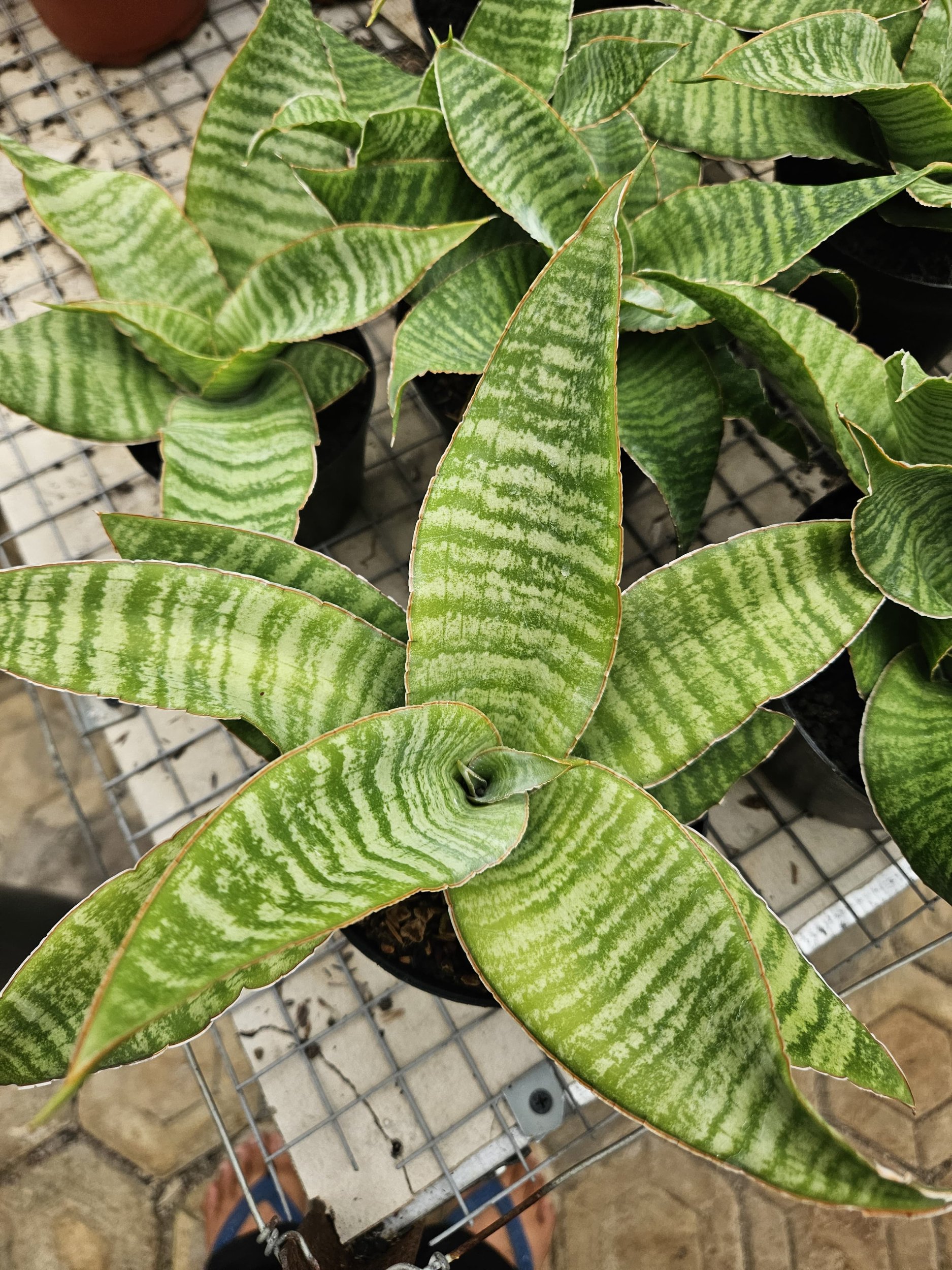 1766. Sansevieria Tidar Hybrid - Image 3