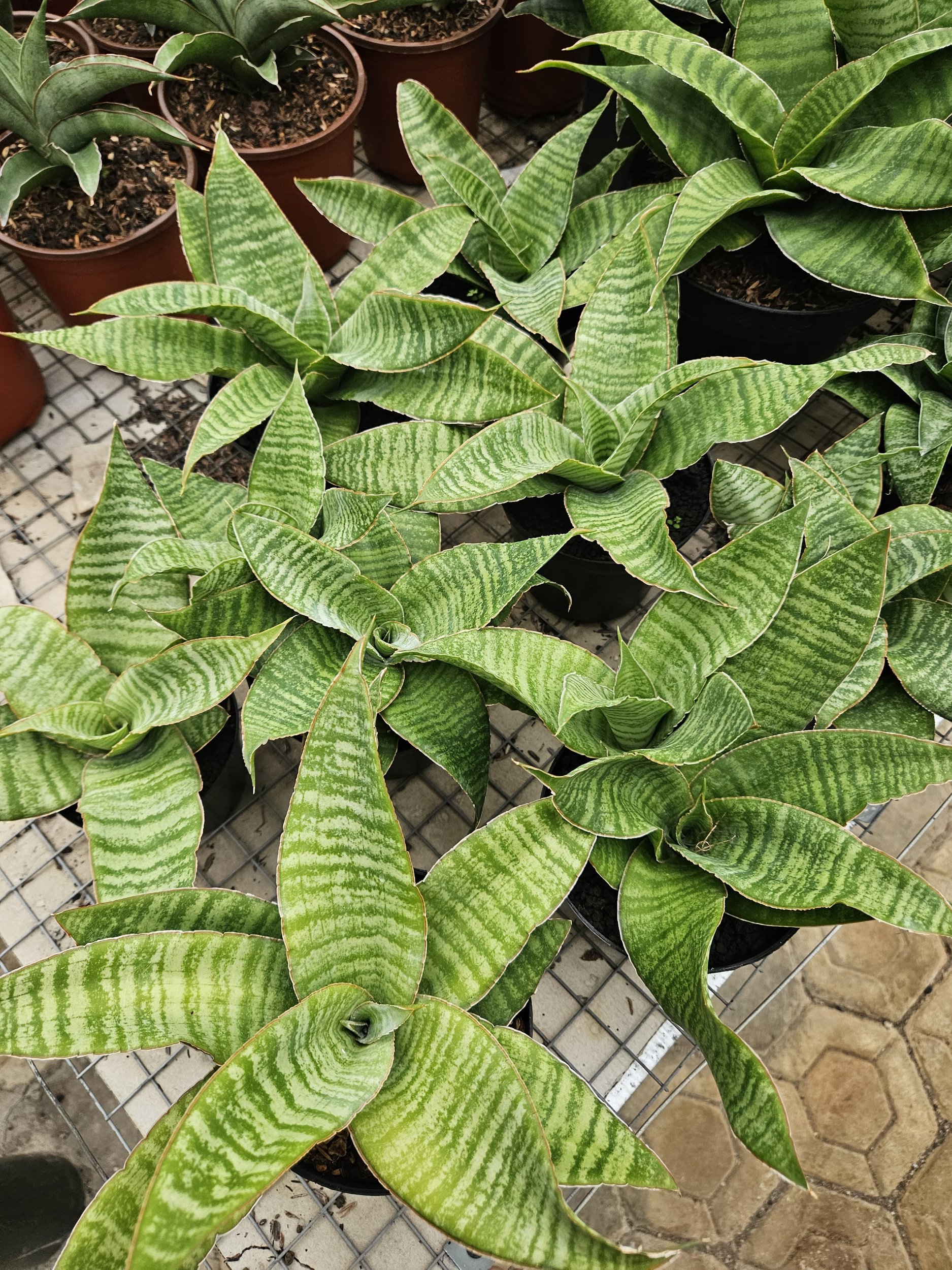 1766. Sansevieria Tidar Hybrid - Image 4