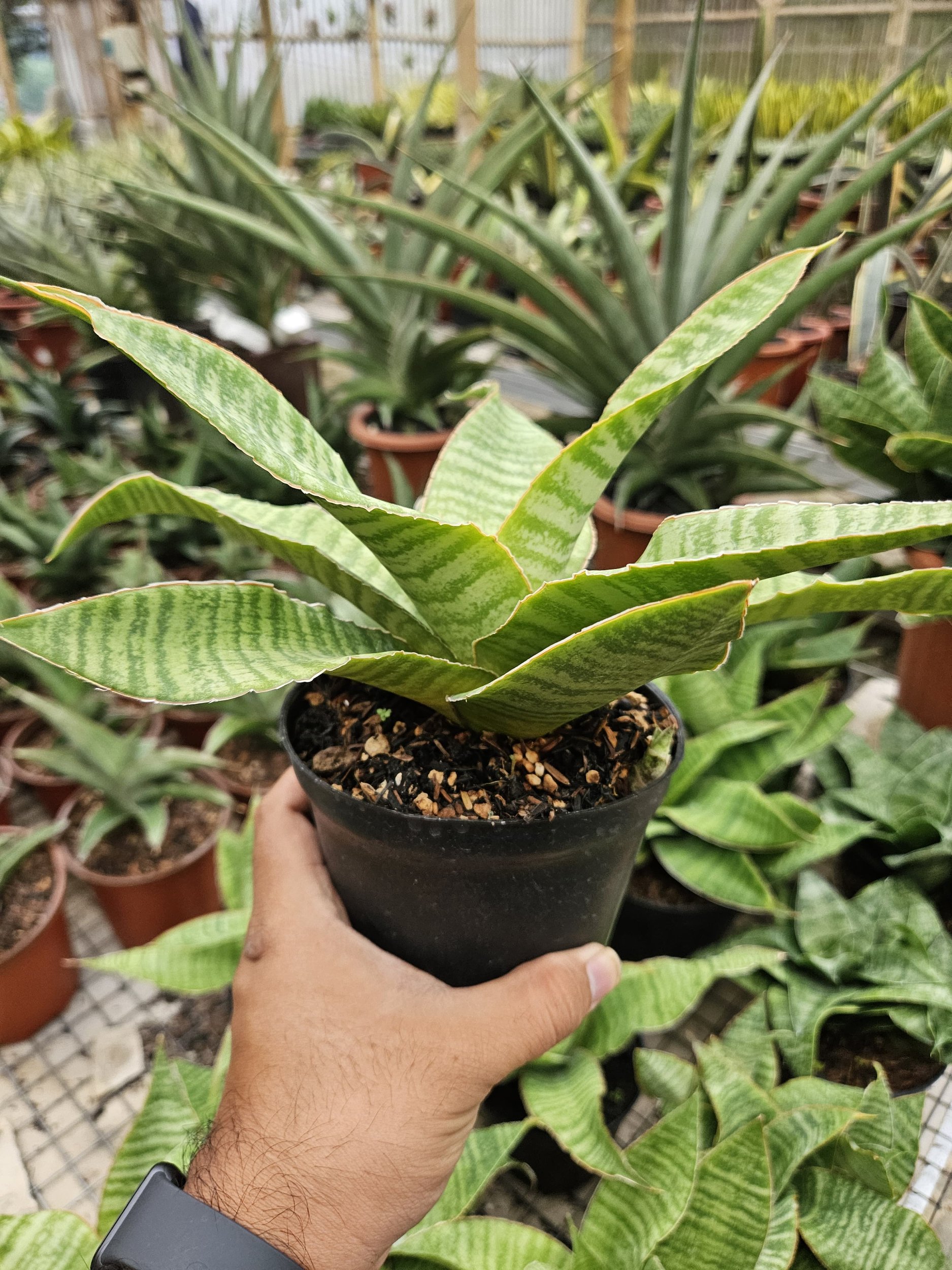 1766. Sansevieria Tidar Hybrid - Image 5