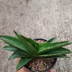 Alternative view of 2333. Sanseveria Hybrid Andaman