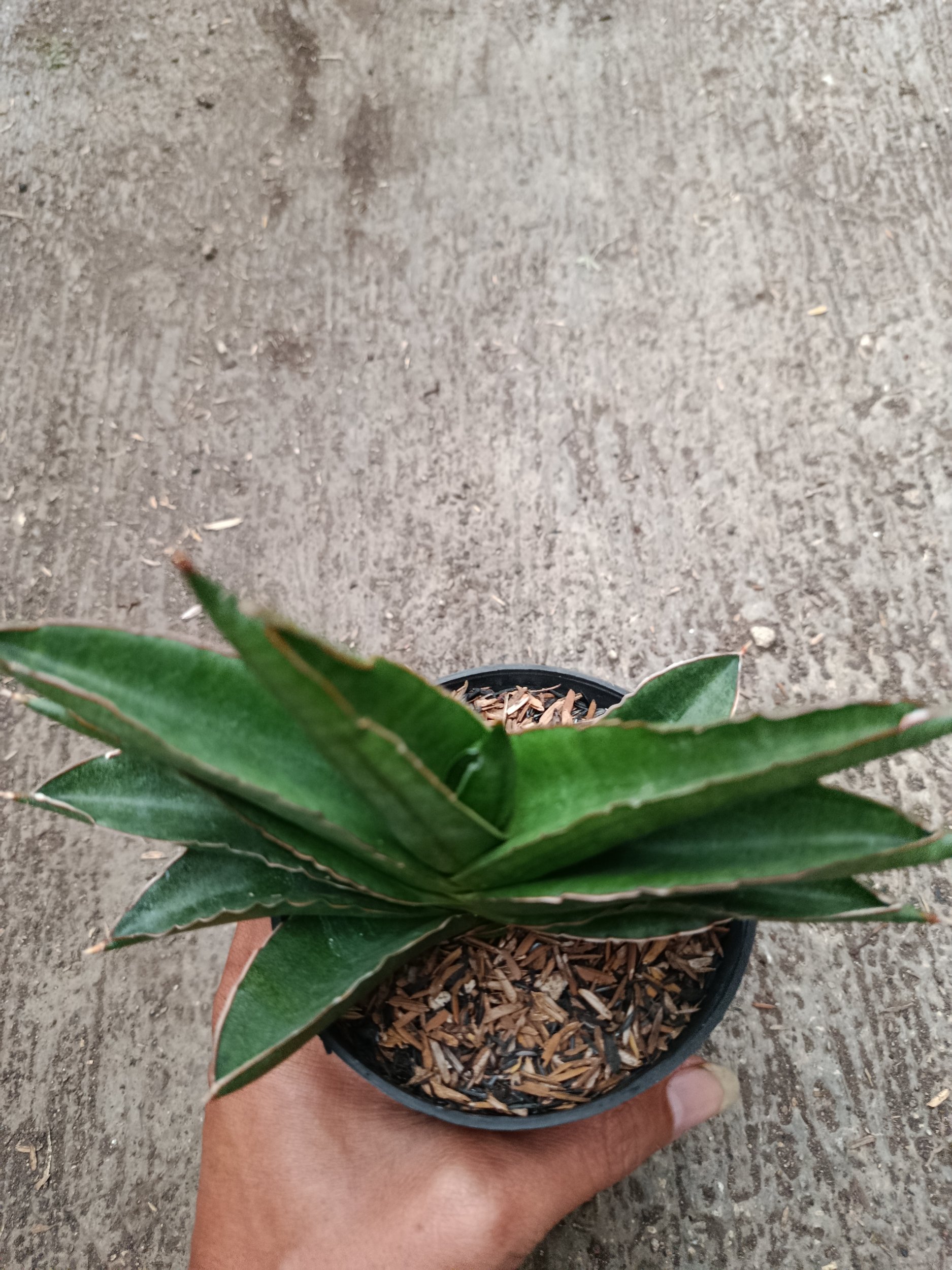 2333. Sanseveria Hybrid Andaman - Image 2