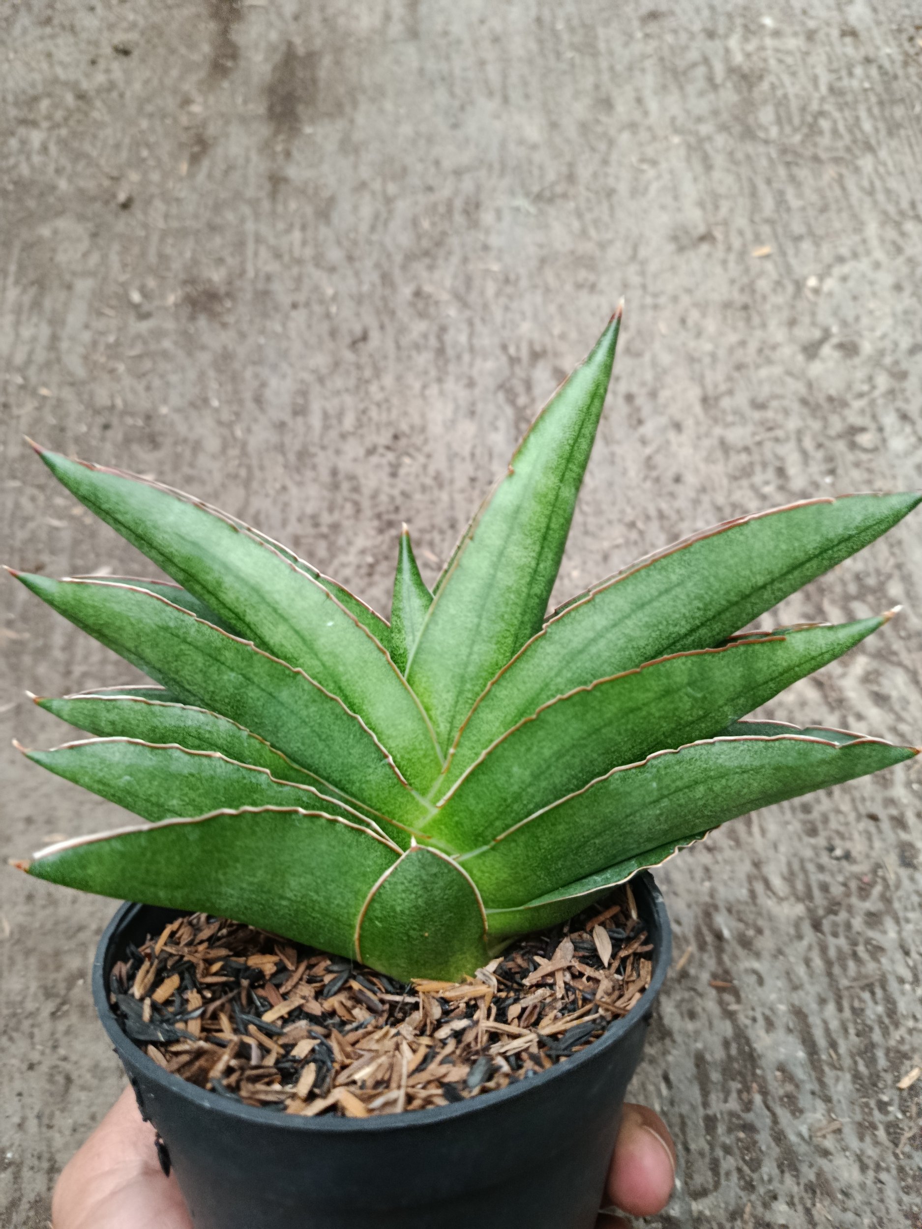 2333. Sanseveria Hybrid Andaman - Image 3