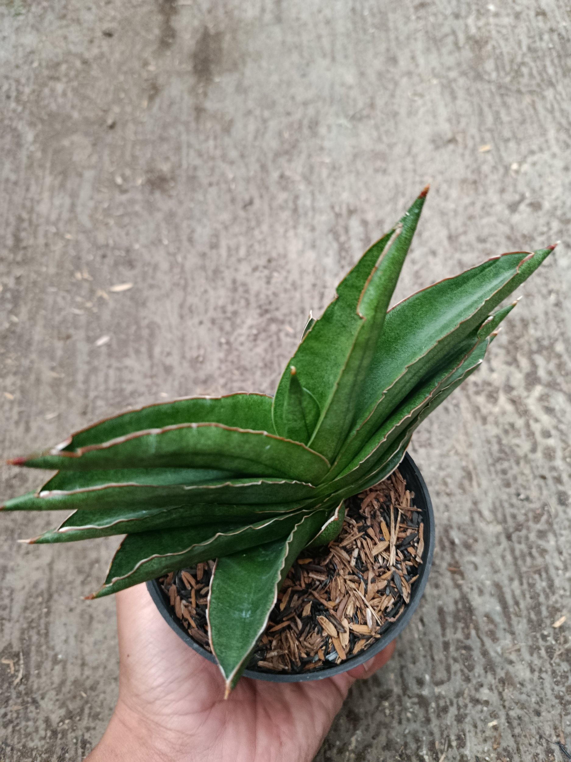 2333. Sanseveria Hybrid Andaman - Image 4