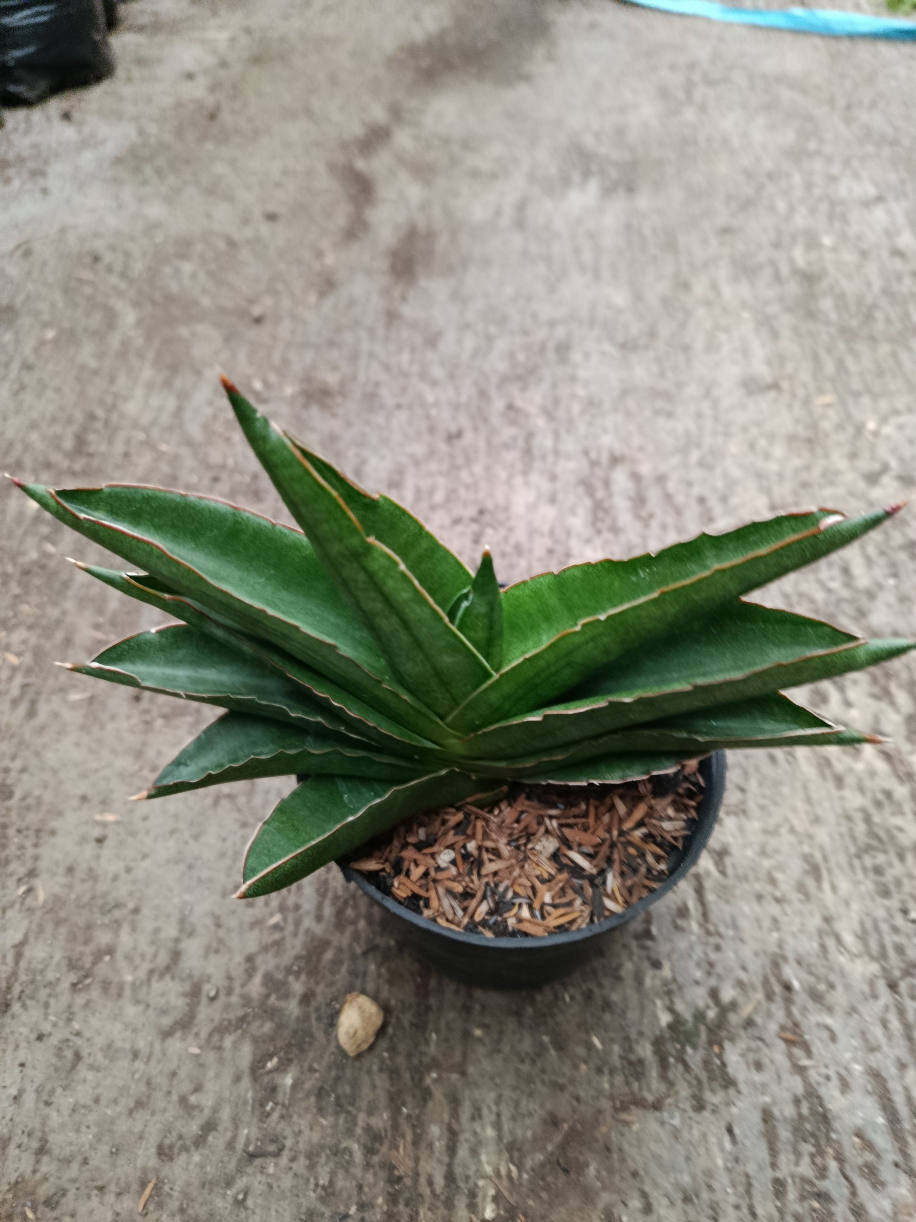 2333. Sanseveria Hybrid Andaman - Image 5