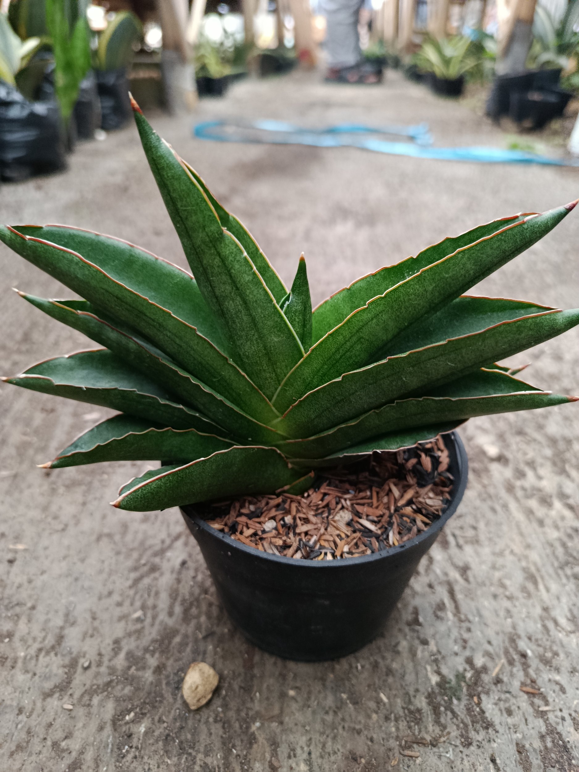2333. Sanseveria Hybrid Andaman - Image 6