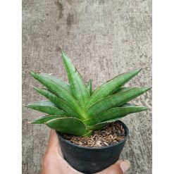 2333. Sanseveria Hybrid Andaman
