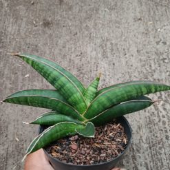 Alternative view of 2327. Sanseveria Hybrid Argopuro