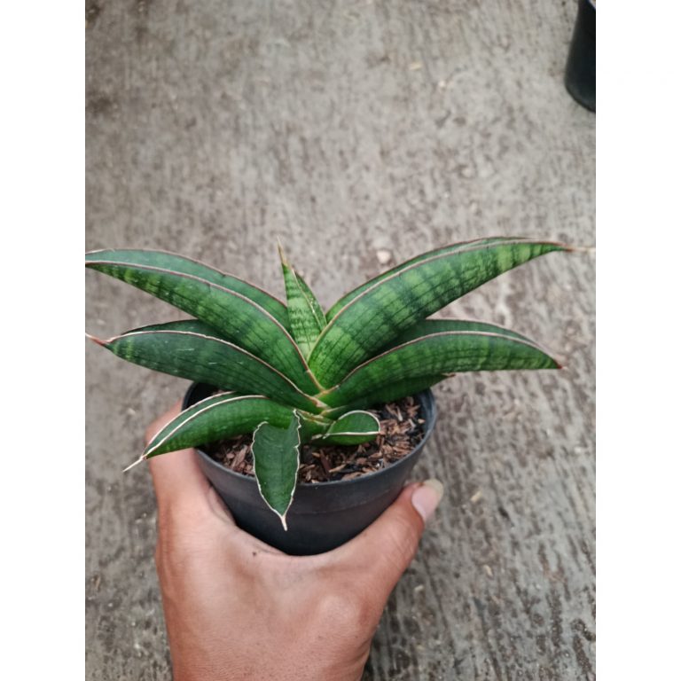 2327. Sanseveria Hybrid Argopuro