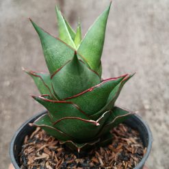 Alternative view of 2331. Sanseveria Hybrid Armanu