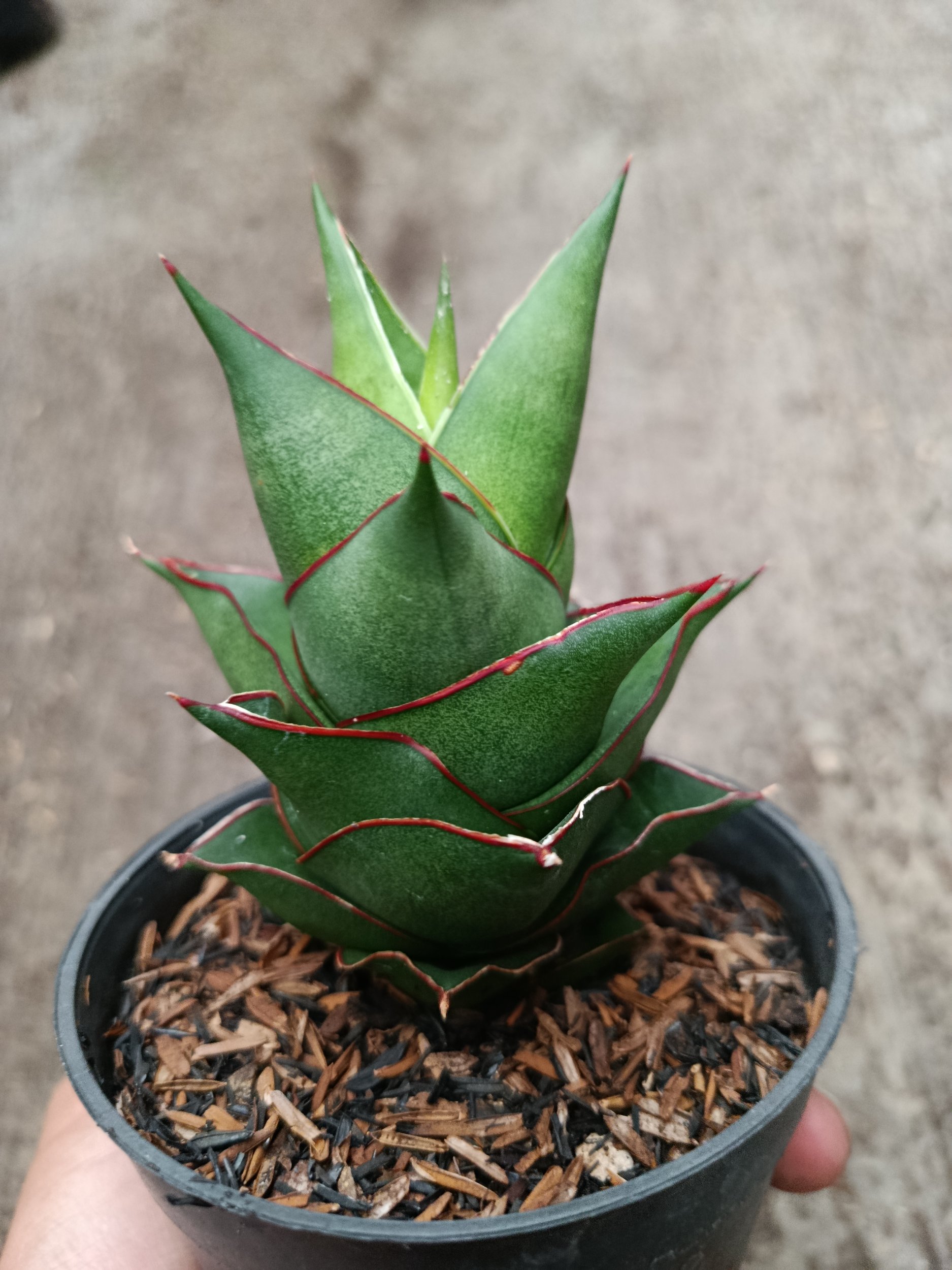 2331. Sanseveria Hybrid Armanu - Image 2