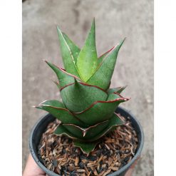 2331. Sanseveria Hybrid Armanu