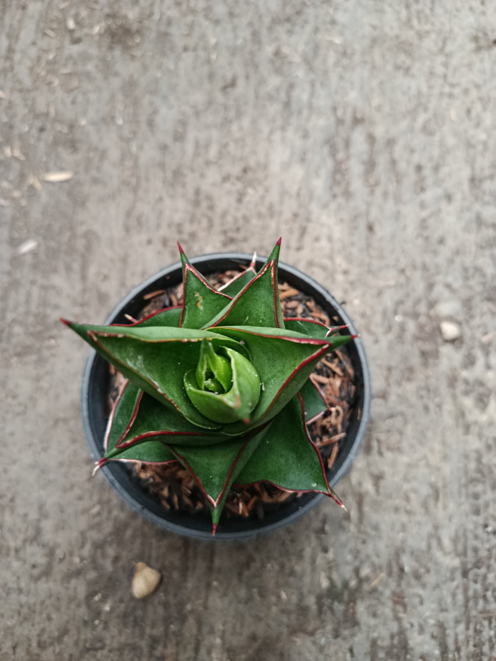 2331. Sanseveria Hybrid Armanu - Image 3