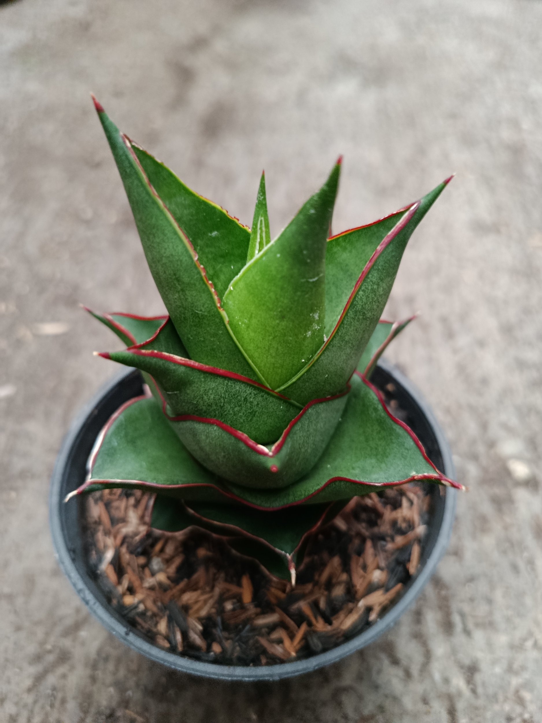 2331. Sanseveria Hybrid Armanu - Image 4