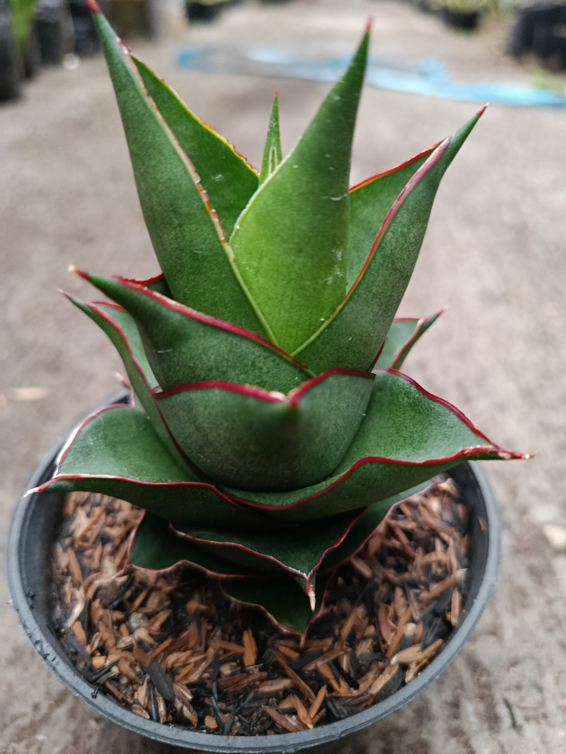 2331. Sanseveria Hybrid Armanu - Image 5