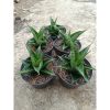 1773. Sansevieria Black Fat Hybrid 5 Pcs