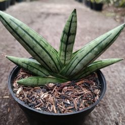 Alternative view of 2335. Sanseveria Hybrid Fatman