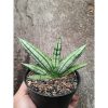 2335. Sanseveria Hybrid Fatman