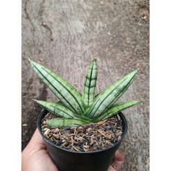 2335. Sanseveria Hybrid Fatman