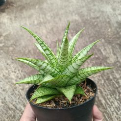 Alternative view of 2317. Sanseveria Hybrid Gepeng