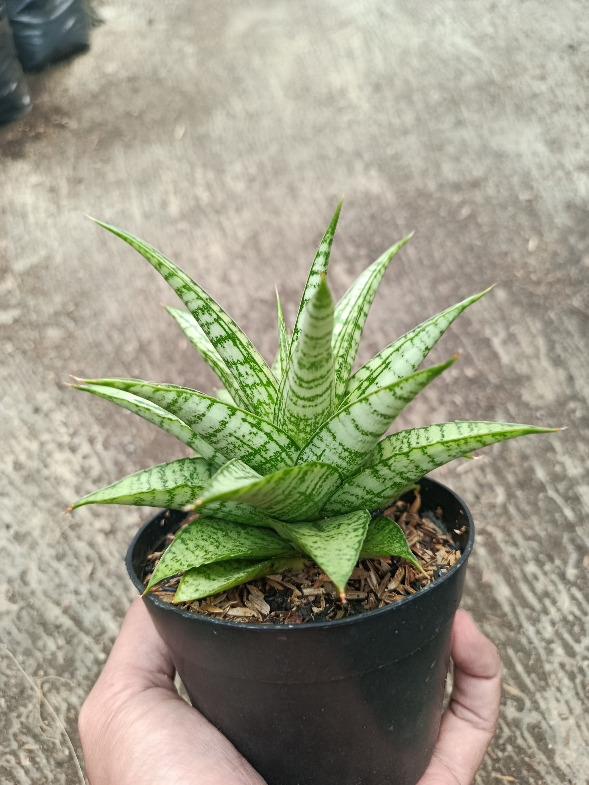 2317. Sanseveria Hybrid Gepeng - Image 2