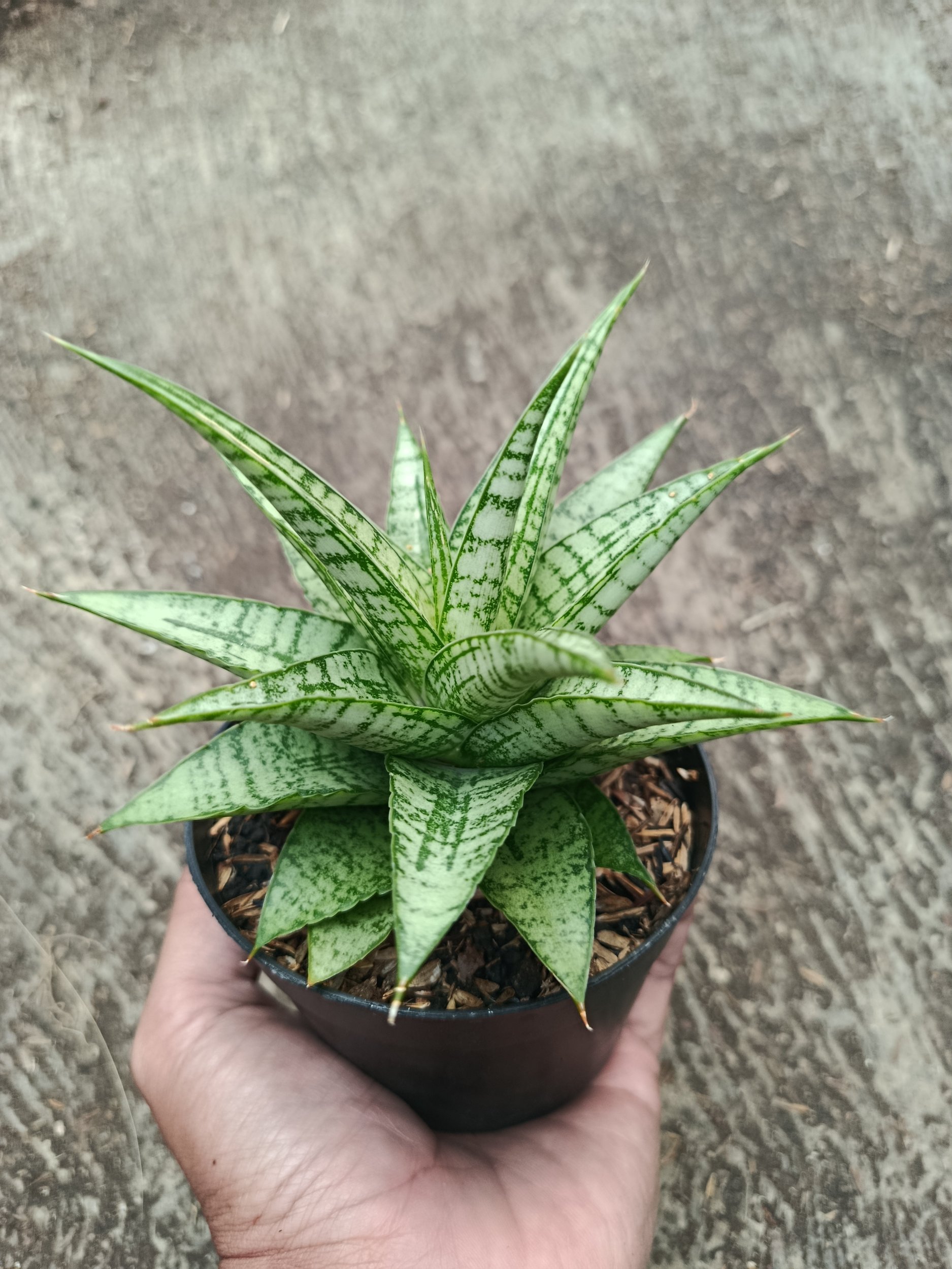 2317. Sanseveria Hybrid Gepeng - Image 3