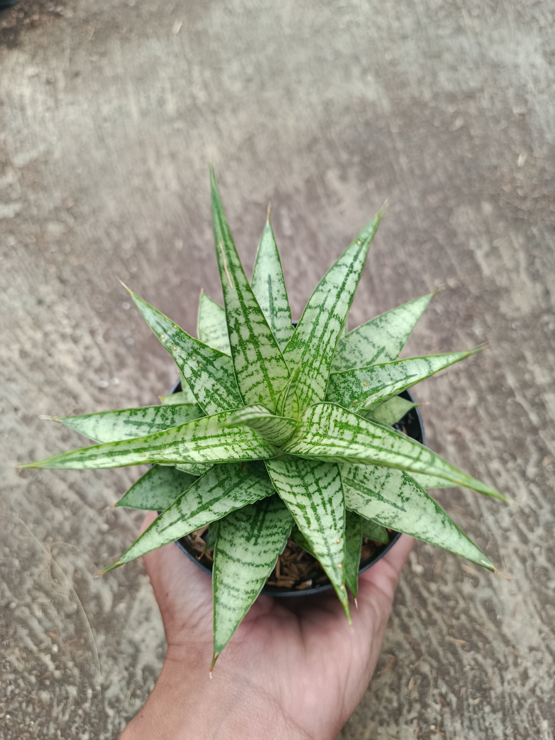 2317. Sanseveria Hybrid Gepeng - Image 4